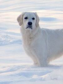 Lumi im Schnee